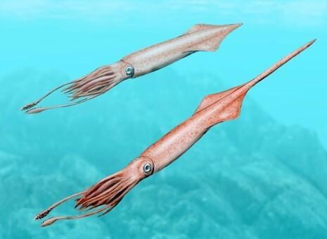 Bélemnites, mollusques marins très répandus au Mésozoïque et dont les fossiles sont nombreux dans la région. Reconstitution CC Nobu Tamura