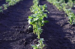 Image potager Piedalloues