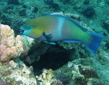 Comme un poisson dans l'eau_zoom