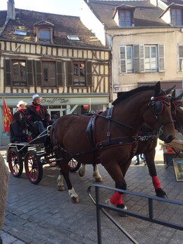 image cheval en ville