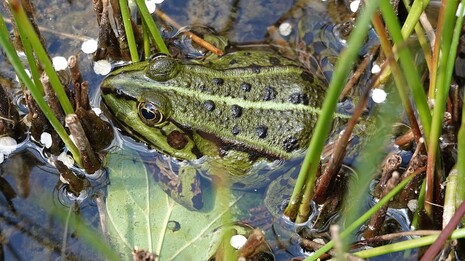 frog-4198802_960_720