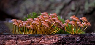 mushrooms-4434962_960_720