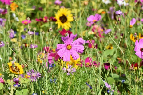 Image troc aux plantes MJC