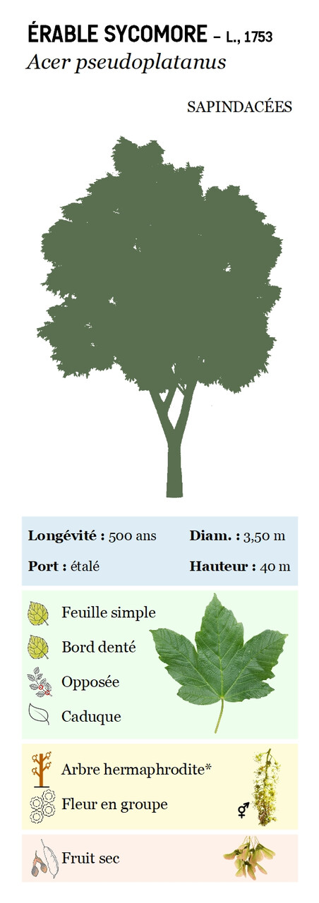 Erable sycomore