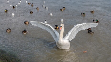 cygnes canards